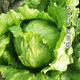 結球生菜奶油圓生菜西餐漢堡火鍋用包心沙拉新鮮蔬菜圓西生菜 今年新種1包約：1018粒