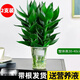 綠有意觀(guān)音竹富貴竹水培植物帶根花卉綠植綠蘿室內(nèi)盆栽轉(zhuǎn)運(yùn)竹子水養(yǎng)好養(yǎng) 觀(guān)音竹2支（活動(dòng)款 無(wú)盆）