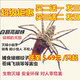 白額高腳蛛抓吃蟑螂的蜘蛛抓蟑螂吃小強天敵克星滅蚊蟲(chóng)活蜘蛛寵物 6-8CM吃大中小蟑螂