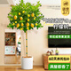 愛(ài)優(yōu)尚香水檸檬樹(shù)盆栽綠植大型室內客廳植物吸甲醛陽(yáng)臺四季好養源頭直發(fā)