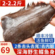 朵芙鰈魚超大凈5斤裝 免處理鰈魚身比目魚 鰈魚段冷凍鴉片魚海魚魚類 精選鰈魚身2條 1100g -1200g