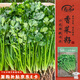 壽禾 香菜種子苗小葉春四季盆栽菜種籽 濰豐小葉香菜種子15g約2900粒