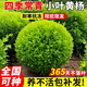 小葉黃楊球瓜子黃楊四季常青別墅地栽庭院花壇耐寒綠化植物籬笆墻 小葉黃楊球[30-40cm冠幅]高40cm 81cm(含)-110cm(含)