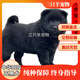旺園興純種中華田園犬廣西土獵五黑犬乖巧看家寵物狗幼犬包好健康 寵物級 C 公
