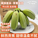 廣西西貢蕉新鮮水果香蕉米蕉粉糯芭蕉現(xiàn)摘現(xiàn)發(fā)【青蕉發(fā)貨】 5斤