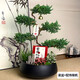 芙洛拉花園【兩小時(shí)達】五層塔松盆栽送導師青松綠植喬遷之喜開(kāi)業(yè)教師節禮物 步步高升【精致造景五層塔松盆景】 升職送禮推薦