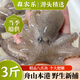 森農(nóng)樂(lè)舟山八爪魚(yú)生鮮小章魚(yú)大號(hào)鮮活整只冷凍新鮮大爆頭海鮮水產(chǎn)軟足 3斤(凈重)  【鮮肥量多實(shí)惠】