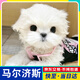 【純種】馬爾濟斯犬幼犬韓版小體寵物小狗狗韓系活體幼崽小型犬 寵物級 【更多幼犬】聯(lián)系客服挑選