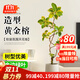 嘆為觀(guān)止 大型盆栽 單桿辮子發(fā)財樹(shù)天堂鳥(niǎo)綠蘿散尾葵辦公室內開(kāi)業(yè)喬遷禮品 造型黃金榕1.6-1.8米【保齡球盆】 含盆