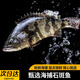 新鮮石斑魚(yú)新鮮海捕鮮活活魚(yú)冷凍老虎斑珍珠斑非紅口斑深海海鮮 石斑魚(yú)500-600g*2條