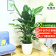 仙植緣 【同城配送】2米大型天堂鳥盆栽鶴望蘭綠植辦公室內(nèi)客廳觀葉植物 |約1.7米|天堂鳥|白瓷盆 專車送貨 更快更好