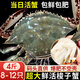 【鮮活發(fā)貨】尚致青島梭子蟹鮮活螃蟹梭子蟹活蟹海蟹飛蟹中秋禮盒 【鮮活精品】超大4斤(8-12只)公母混發(fā)