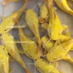 瀚幻招財貓魚(yú)紅尾貓中大型底層觀(guān)賞魚(yú)虎紋鴨嘴魚(yú)撒旦鴨嘴魚(yú)活體熱帶魚(yú) 小鼻孔短肥黃金貓11-13cm1條