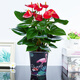 小冤家紅掌盆栽綠植物四季開(kāi)花觀(guān)賞綠植土養辦公室內客廳紅掌吸水懶人盆