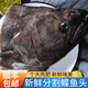 賣(mài)魚(yú)七郎深海鰈魚(yú) 格陵蘭比目魚(yú)蝶魚(yú) 鴉片魚(yú)頭鰈魚(yú)身生鮮魚(yú)類(lèi) 格陵蘭鰈魚(yú)頭 750g *1只