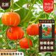 北蔬 南瓜種子苗甜糯面板栗四季庭院田間蔬菜種籽 紅寶石南瓜種子10粒