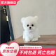 朵蔓純種比熊幼犬小型活物雙血統(tǒng)飛耳卷毛比熊犬家養(yǎng)寵物狗長不大可愛 血統(tǒng)級 飛耳比熊 公
