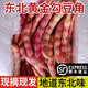 良知農(nóng)哥【順豐】東北油豆角 九月青豆角寬面豆角 開鍋爛 健康輕食 黃金勾豆角 5斤裝
