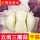 辰實【新干蒜】云南三丫蒜  紫皮大蒜 大理三瓣蒜大果 大蒜頭臘八蒜 3斤云南三瓣蒜