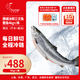 純爾挪威冰鮮三文魚整條(8斤以上)/條 生食刺身 源頭直發(fā)包郵 謝師宴