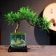 河馬藍(lán)天小葉雀舌羅漢松盆景辦公室內(nèi)客廳綠植花卉四季常綠樹(shù)苗擺件年宵花 旭日東升盆 臨水懸崖羅漢松【送底座+苔蘚】