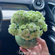 時(shí)鳥(niǎo)綠巴黎長(cháng)壽花帶花苞開(kāi)戶(hù)多肉植物懶人好養辦公內陽(yáng)臺綠植花卉盆栽 綠巴黎長(cháng)壽花 簡(jiǎn)易塑料盆+肥料