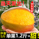 京地達(dá)攀枝花凱特芒果 5斤巨無霸650g+ 香甜無絲新鮮水果源頭直發(fā)包郵