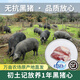 初土記無抗黑豬心450g 林下放養(yǎng)1年黑豬 豬內(nèi)臟 冷凍豬心新鮮土豬肉順豐
