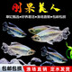剛果美人魚(yú)熱帶魚(yú)觀(guān)賞魚(yú)燈科魚(yú)草缸魚(yú)群游魚(yú)活體魚(yú)紅綠燈好養包郵 剛果美人3-5cm1對