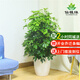 仙植緣鴨腳木八方來財(cái)大型盆栽室內(nèi)外陽臺觀葉植物吸甲醛同城綠植 鴨腳木（白瓷盆）約1.3-1.4米