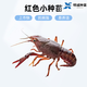 盱眙龍蝦種苗抱籽蝦產(chǎn)卵蝦淡水種苗養殖苗生態(tài)繁殖龍蝦苗尾部帶籽 紅色小種苗（約60只/斤） 體驗裝（10只送4只路損）