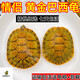 溥畔情侶巴西龜家養寵物龜烏龜活體活物小烏龜網(wǎng)紅觀(guān)賞龜黃金龜 5-6厘米新手 買(mǎi)1只單身