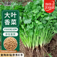 北蔬 香菜種子苗老品種四季盆栽大葉芫荽陽臺菜籽 大葉香菜種子600粒