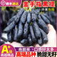 裕農(nóng)叔【順豐JD上門】藍(lán)寶石葡萄金手指提子黑加侖無籽當(dāng)季孕婦新鮮水果 凈重1.8斤（商超精選）