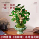 臨雅菩提樹(shù)盆栽小盼菩提盆景帶果中式禪意桌面擺件室內創(chuàng  )意好養綠植物 小盼菩提【苔蘚球】水培蓮花碗