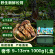 土地母親計(jì)劃 雅江松茸菌未開(kāi)傘新鮮松茸鮮菌菇冷鏈空運(yùn)現(xiàn)貨快至24H達(dá)團(tuán)購(gòu)送禮 奢華【高品質(zhì)禮盒】9-13cm 1000g