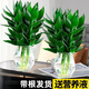 綠有意觀音竹富貴竹水培植物帶根花卉綠植綠蘿室內(nèi)盆栽轉(zhuǎn)運竹子水養(yǎng)好養(yǎng) 2盆】觀音竹3棵龍蛋玻璃瓶+液