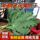 北京同仁堂無(wú)花果葉子痔瘡新鮮無(wú)花果葉子樹葉枝條藥材偏方無(wú)花果葉茶泡水喝 陸運(yùn) 鮮葉250克