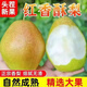 現(xiàn)摘頭茬七月紅紅香酥梨皮薄無渣新鮮應(yīng)季孕婦水果整箱青雪酥梨子 紅香酥梨 3斤