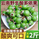 云南酸多依果野木瓜高原新鮮酸哆依果泡酒多依芽果芽酸味水果包郵 1斤