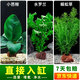 瘋狂水草（FKSC）真水草魚缸造景套餐凈化水質(zhì)懶人魚缸水草植物直接入缸蜈蚣草 【火山石】水草組合四3棵