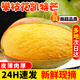 探味君正宗攀枝花凱特芒 應(yīng)當(dāng)季水果四川芒果新鮮現(xiàn)摘甜青皮大澳芒 整箱 凈重8.5斤 單果200g