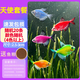 天使魚(yú)大號觀(guān)賞魚(yú)熱帶魚(yú)群游七彩紅天使紫天使檸檬黃淡水好養耐活 2.5-3cm隨機20條【4色以上】