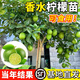 四季香水檸檬樹(shù)苗廣東香水檸檬苗無(wú)籽無(wú)核檸檬苗盆栽地栽當(dāng)年結(jié)果 廣東香水檸檬 四年苗