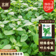 北蔬 荊芥種子種苗河南大葉四季種蔬菜種籽 大葉荊芥種子25g約1.2萬粒