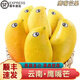 南步云南鷹嘴芒果【順豐速發(fā)】保山特產(chǎn)圣德龍芒網(wǎng)紅緬甸忙果新鮮水果 鷹嘴芒 8.5斤【特大果400g+】