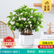開(kāi)時(shí)果 茉莉花盆栽濃香型 桌面綠植物陽(yáng)臺(tái)花卉樹(shù)苗盆景擺件源頭直發(fā)包郵 精品茉莉花5-10株【豎紋白瓷盆】