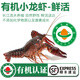 太湖?！居袡C 鮮活小龍蝦】特大清水龍蝦 青蝦海鮮水產(chǎn)生鮮有機淡水蝦類(lèi) 3斤炮頭兩蝦【1-1.1兩】