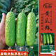壽禾 強(qiáng)雌性旱黃瓜種子種苗秋季蔬菜種籽 濰育冰翡翠旱黃瓜種子50粒