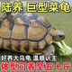 陸龜巨型吃菜龜特大草龜素食烏龜活物幼小烏龜寵物龜苗大型下蛋龜 10-12厘米【店長(cháng)推薦】亞大型苗 單身一只+免費龜糧